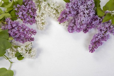 ahşap beyaz masa üzerinde mavi leylak