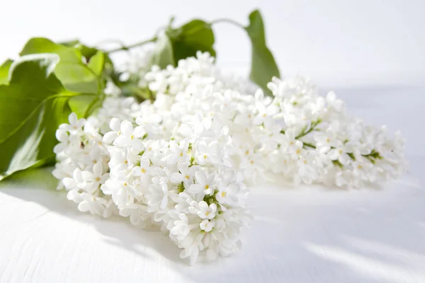 The white lilac on a wooden white table — Stock Photo, Image