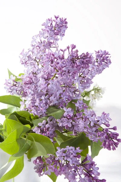 The Blue lilac on a wooden white table — Stock Photo, Image