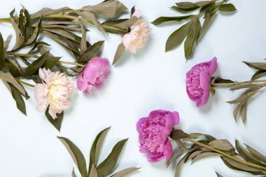 Pembe ve beyaz Şakayık çiçekleri üzerinde mavi arka plan izole