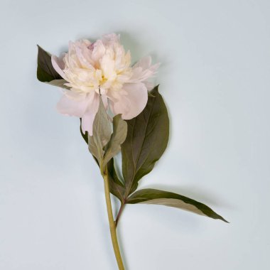 Pembe ve beyaz Şakayık çiçekleri üzerinde mavi arka plan izole