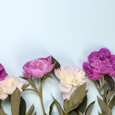 Pembe ve beyaz Şakayık çiçekleri üzerinde mavi arka plan izole