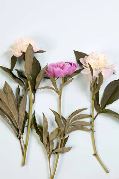 Las flores rosadas y blancas de peonía aisladas sobre el fondo azul — Foto de Stock