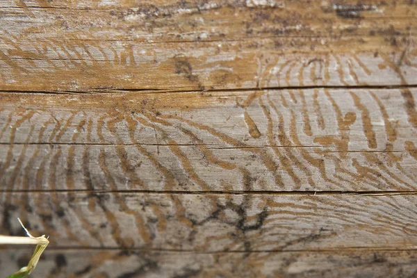 樹皮の下で古い切り株にキクイムシの痕跡. — ストック写真
