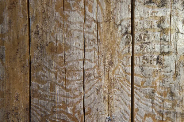 Traces of bark beetle on the old stump under the bark. — Stock Photo, Image