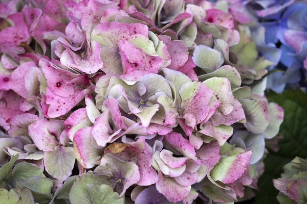 A hortênsia rosa close-up como uma decoração de jardim. um buquê para a noiva — Fotografia de Stock