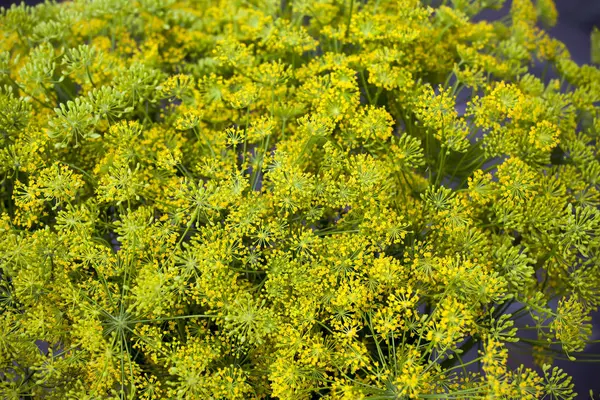 The Fennel flowers are used as a wedding bouquet. Fennel is very popular for a modern bouquet for different occasions. — Stock Photo, Image