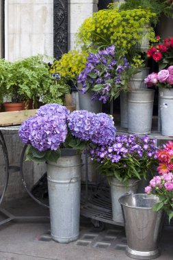 çiçekçi dükkanı girişinde Satılık soluk beyaz lilyum yanı sıra mavi ortancaları