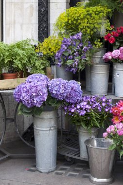 çiçekçi dükkanı girişinde Satılık soluk beyaz lilyum yanı sıra mavi ortancaları