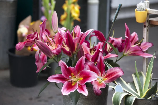 The Bordeaux lilies in a galvanized bucket, agave and cactus for sale in a flower shop — Stock Photo, Image