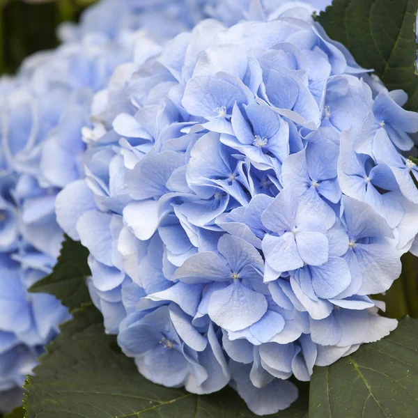 Een boeket van blauwe hortensia's voor verschillende gelegenheden — Stockfoto