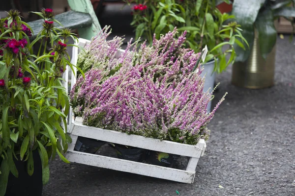 A fehér és a bordó heather egy fadobozban, mint a bejárat a ház dekoráció — Stock Fotó