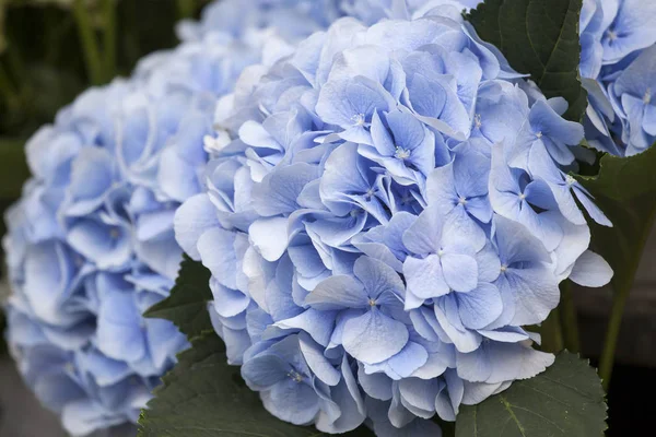 Un ramo de hortensias azules para diferentes ocasiones —  Fotos de Stock