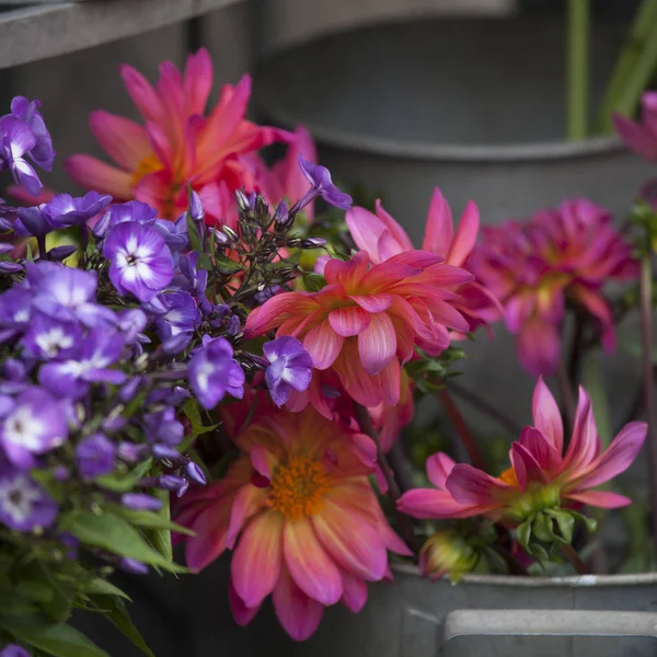 Boeket van blauwe phlox en oranje Dahlia's voor trouwfeesten — Stockfoto