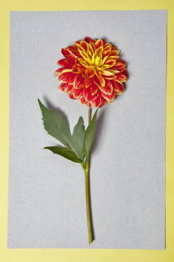 Dahlia gri arka plan üzerinde