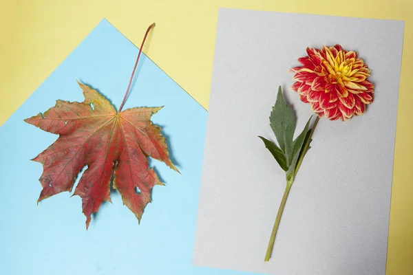 the Red maple leaf isolated on blue background and dahlia on grey background