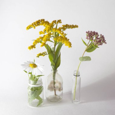 solidago canadensis, daisy ve bahçedeki gri arka plan üzerinde şişelerde