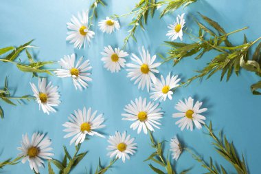 mavi zemin üzerine beyaz papatya