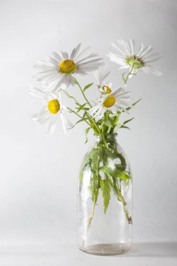 Beyaz Kağıt arka plan şeffaf şişede papatyalar