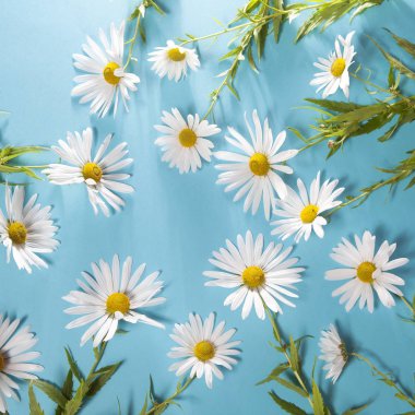 mavi zemin üzerine beyaz papatya