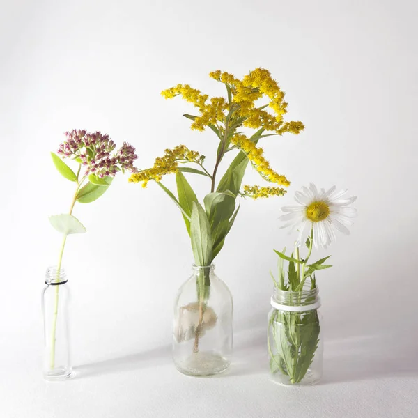 加拿大一枝黄花，黛西和景天在瓶中，在灰色的背景上 — 图库照片