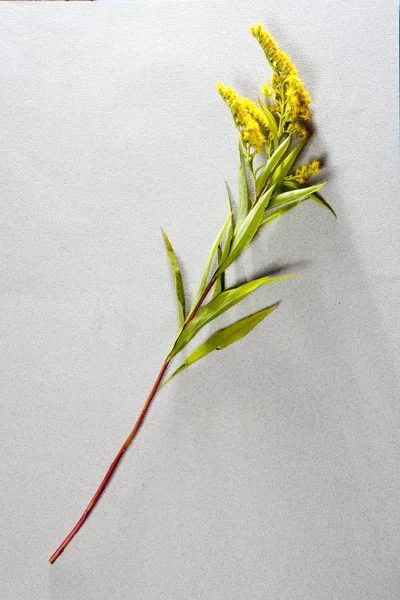 Solidago canadensis na šedém pozadí — Stock fotografie