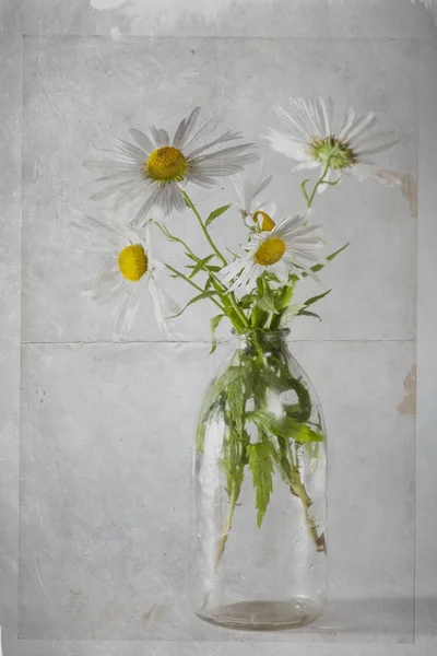 Die Gänseblümchen in einer transparenten Flasche auf weißem Papierhintergrund — Stockfoto