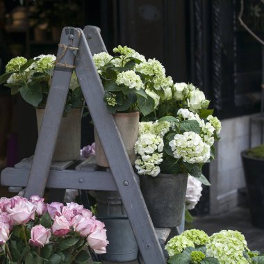yeşil ve beyaz ortanca çiçek Dükkanı yakınındaki basamaklarda