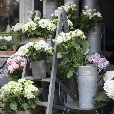 yeşil ve beyaz ortanca çiçek Dükkanı yakınındaki basamaklarda