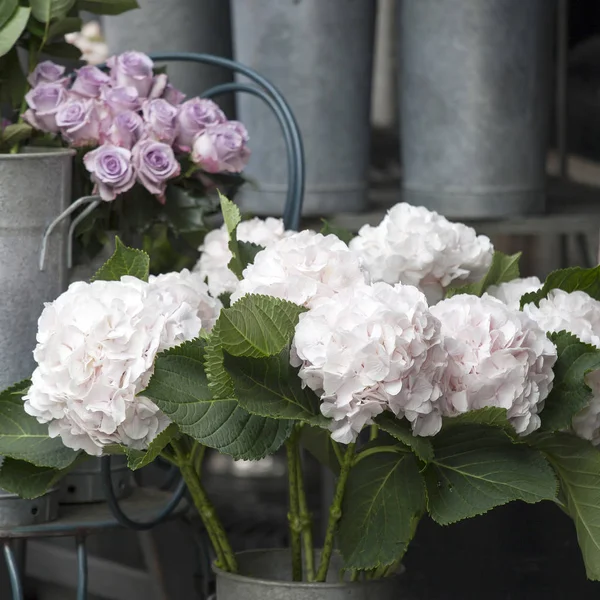 Green and white hydrangea on the steps near the flower shop — Stock Photo, Image