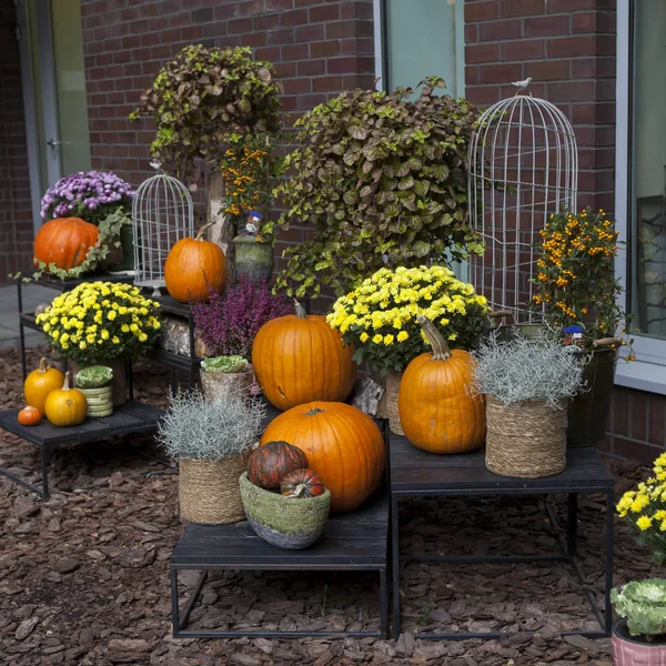 The Decoration of the entrance to the house for Halloween. Pumpkins with burgundy heather and chrysanthemums. — Stock Photo, Image