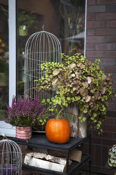 La Decoración de la entrada a la casa para la fiesta de halloween. Calabazas con brezo borgoña y crisantemos . —  Fotos de Stock