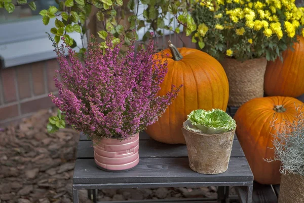 The Decoration of the entrance to the house for Halloween. Pumpkins with burgundy heather and chrysanthemums. — Stock Photo, Image