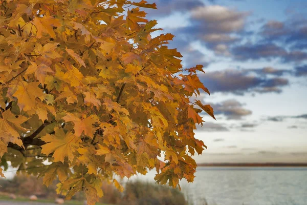Χρυσή σφενδάμου για το ανάχωμα του ποταμού Nero το φθινόπωρο — Φωτογραφία Αρχείου