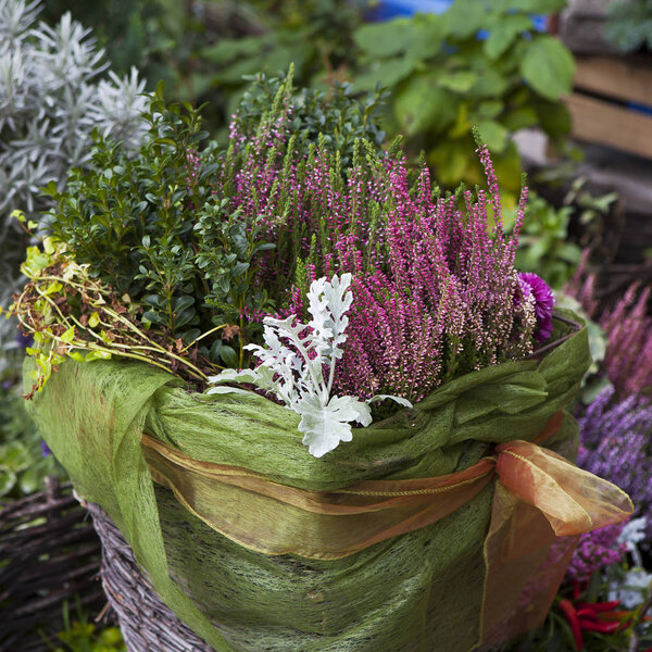 Разнообразие осенних цветов в фиолетовом на продажу на рынке
