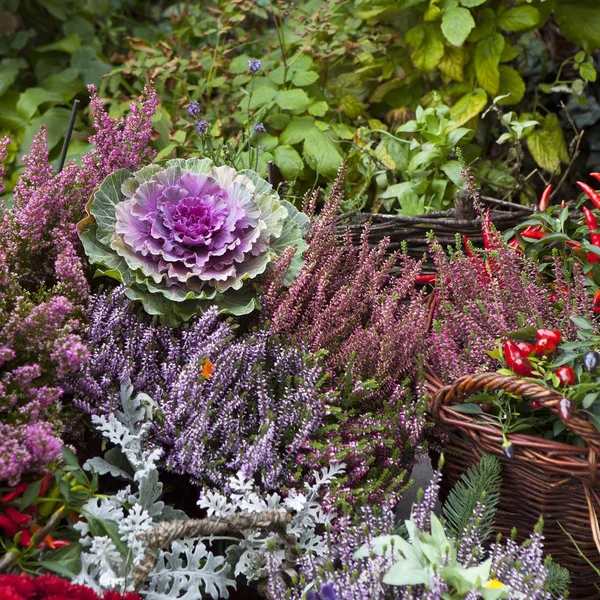 Die Vielfalt der Herbstfarben in Violett zum Verkauf auf dem Markt — Stockfoto