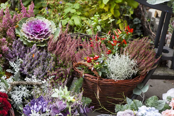 La Varietà di colori autunnali in viola in vendita sul mercato — Foto Stock