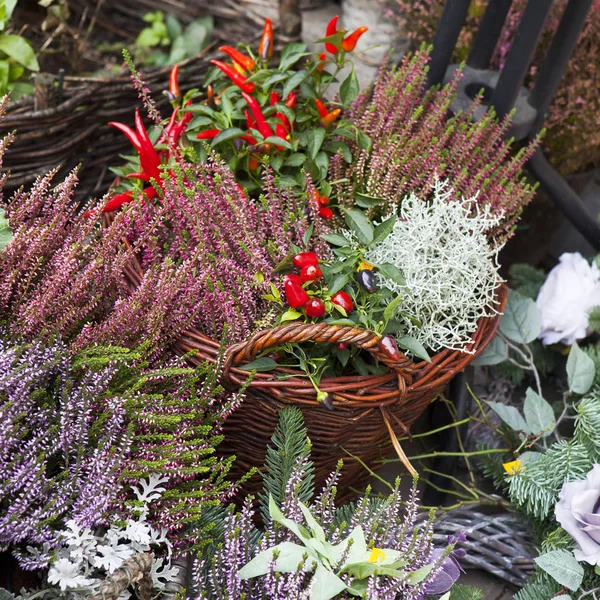 Die Vielfalt der Herbstfarben in Violett zum Verkauf auf dem Markt — Stockfoto