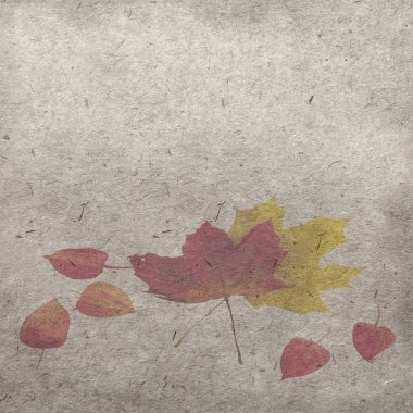 Kırmızı ve sarı akçaağaç yaprağı Physalis çilek beyaz arka plan üzerinde ile