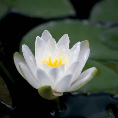 Lotus yeşil yaprakları