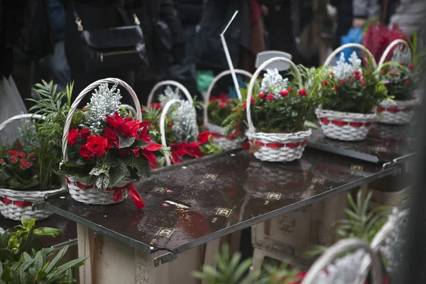 Рождественская композиция пуансеттии, роз и туи в цветочном горшке на прилавке в магазине — стоковое фото