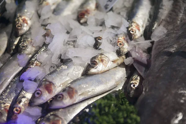 De vers gevangen zee vissen en andere zeevruchten tentoongesteld in Borough Market — Stockfoto