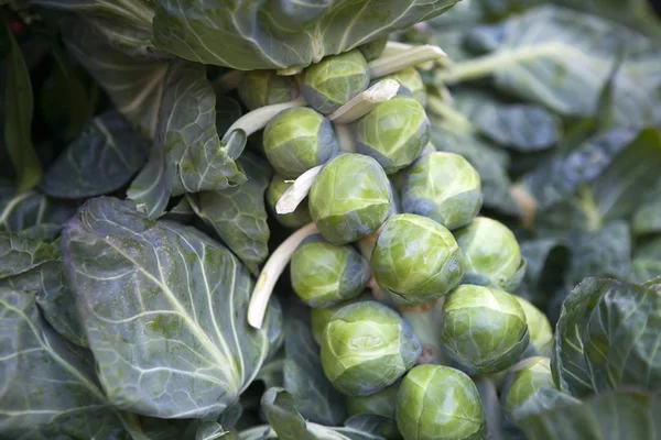 Den gröna brysselkål på marknaden för försäljning — Stockfoto