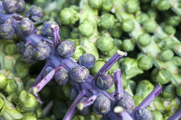 Yeşil ve mor satılık piyasada Brüksel lahanası — Stok fotoğraf