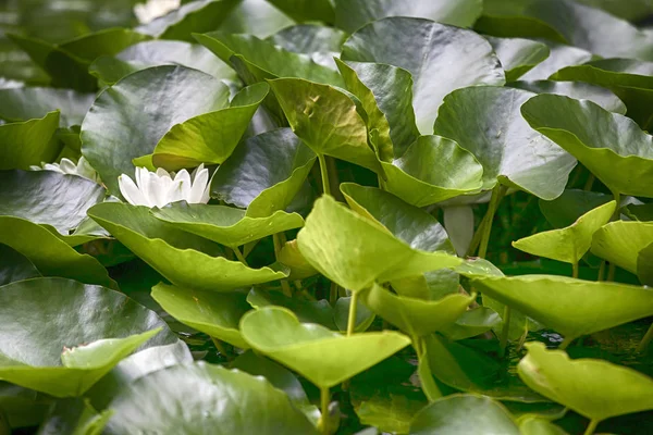 Zelené listy Lotus — Stock fotografie