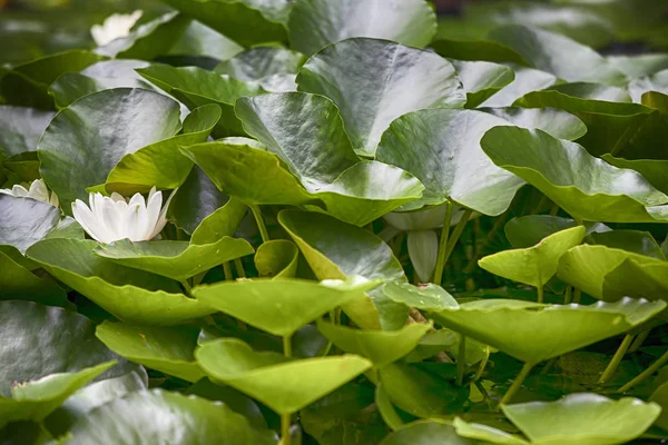De groene bladeren van Lotus — Stockfoto
