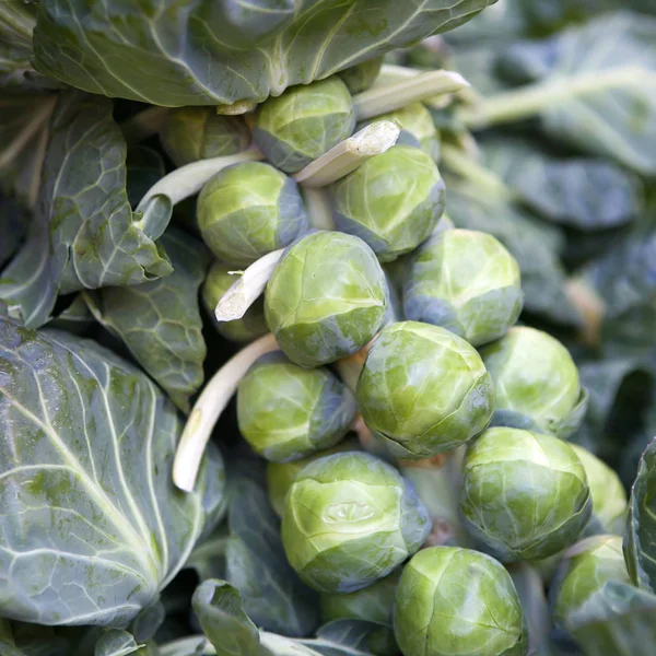 Den gröna brysselkål på marknaden för försäljning — Stockfoto