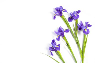 Mor süsen xiphium (soğanlı iris, Iris sibirica) metin için yer ile beyaz arka plan üzerinde. Üstten Görünüm, düz yatıyordu. Sevgililer günü, Woman's Day, anneler günü, Paskalya için tatil tebrik kartı!