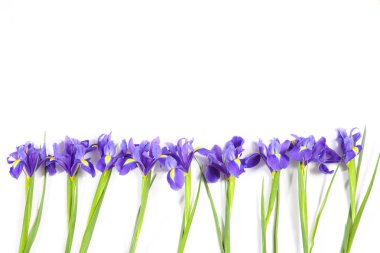 Mor süsen xiphium (soğanlı iris, Iris sibirica) metin için yer ile beyaz arka plan üzerinde. Üstten Görünüm, düz yatıyordu. Sevgililer günü, Woman's Day, anneler günü, Paskalya için tatil tebrik kartı!