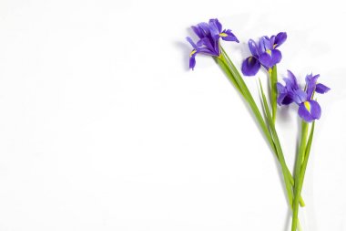 Mor süsen xiphium (soğanlı iris, Iris sibirica) metin için yer ile beyaz arka plan üzerinde. Üstten Görünüm, düz yatıyordu. Sevgililer günü, Woman's Day, anneler günü, Paskalya için tatil tebrik kartı!